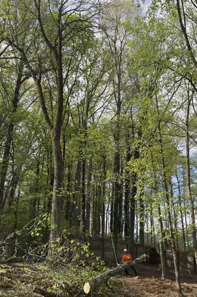 Professional tree trimming for healthy growth in San Clemente, CA