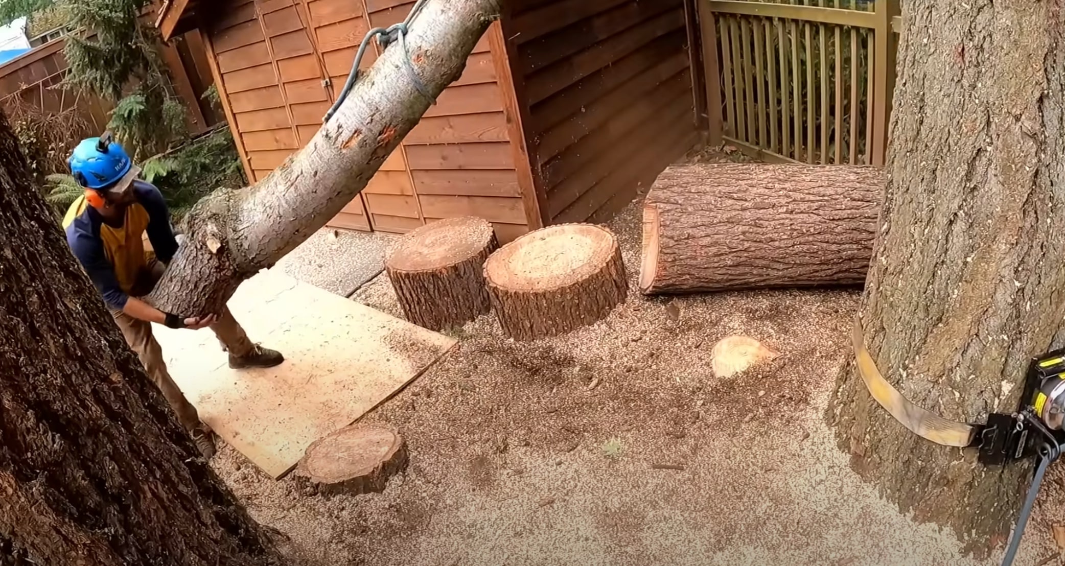 Safe professional tree removal by trained crew in San Clemente, CA