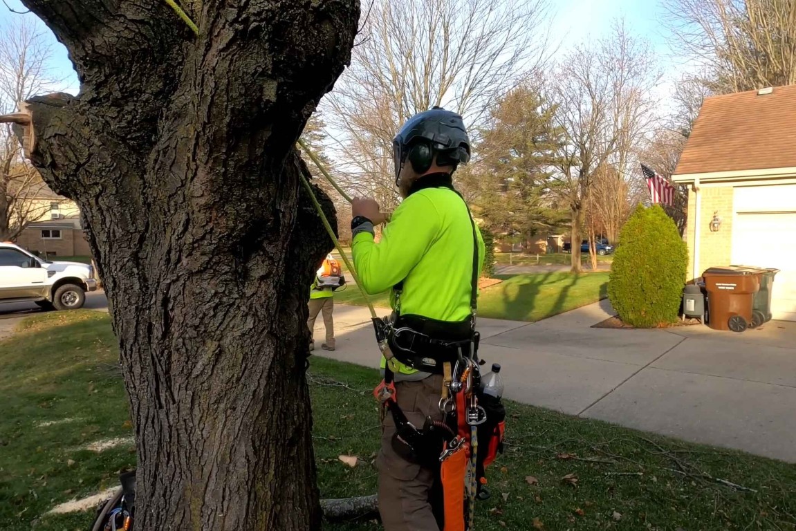 Arborist assessing when a tree needs removal in San Clemente, CA